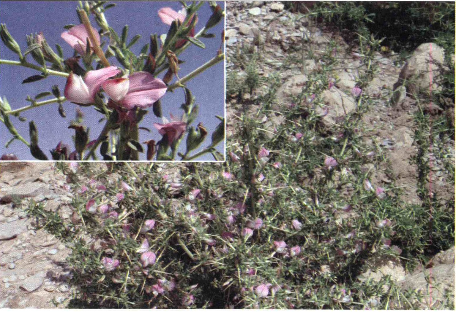 9ce7a3e05957855b70f52c346ef0c46a8a48b5b9 14 - کود مناسب گیاه خار خر چیست و چه خاصیتی دارد؟