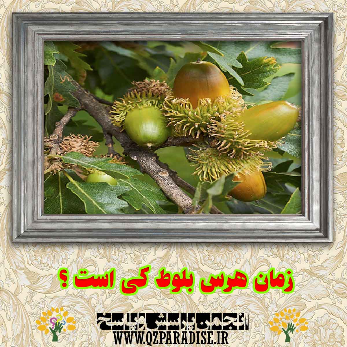 9d05629f9da57b3ceaf2339558a9953c1357e06b 290 - زمان هرس بلوط کی است؟