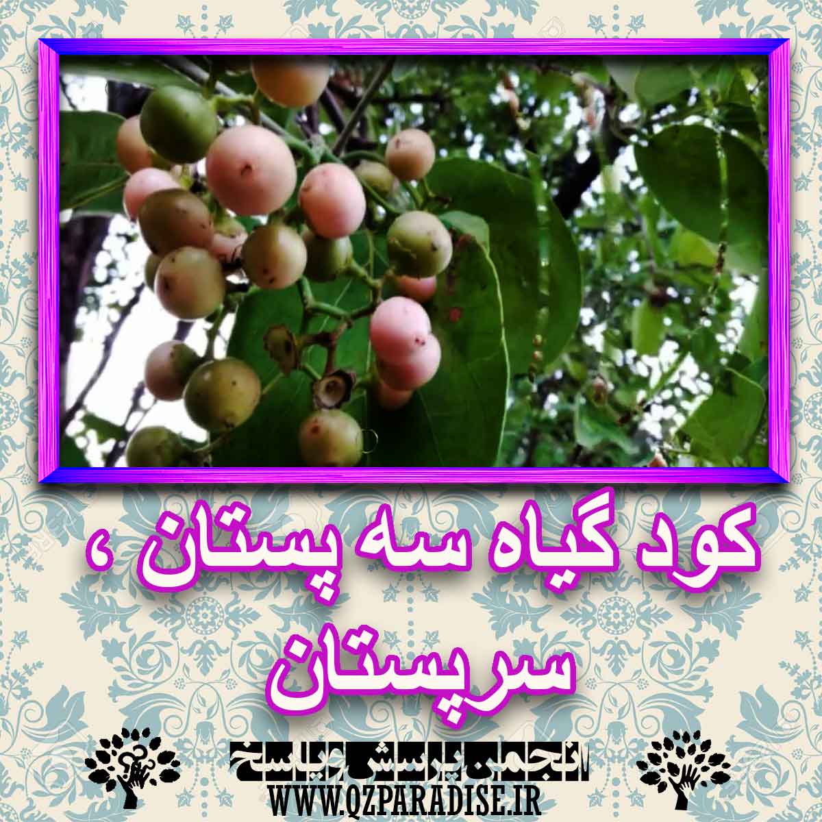 خواص استفاده از کود گیاه سه پستان ، سر پستان شرح دهید ؟ 9d351bfc2d5ed3d6c034162f16054138340c57ea 227 - خواص استفاده از کود گیاه سه پستان ، سر پستان شرح دهید ؟