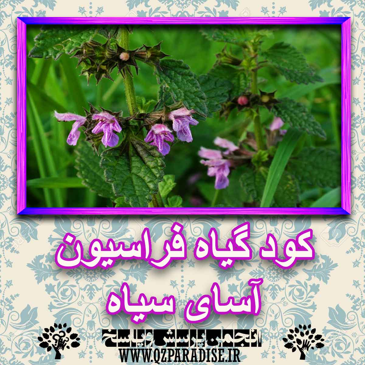 خواص استفاده از گیاه-فراسیون-آسای-سیاه را شرح دهید ؟ 9d3c809b26f9c3cc94e4194c363a8e75679e62b0 227 - خواص استفاده از گیاه-فراسیون-آسای-سیاه را شرح دهید ؟