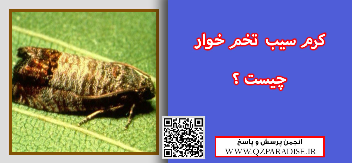 آفت کرم سیب تخم خوار چیست و روش مبارزه با آن چیست ؟ 9d76b159c394d192a6f9fbb0fe8f7daa6fcfc7c4 9 - آفت کرم سیب تخم خوار چیست و روش مبارزه با آن چیست ؟