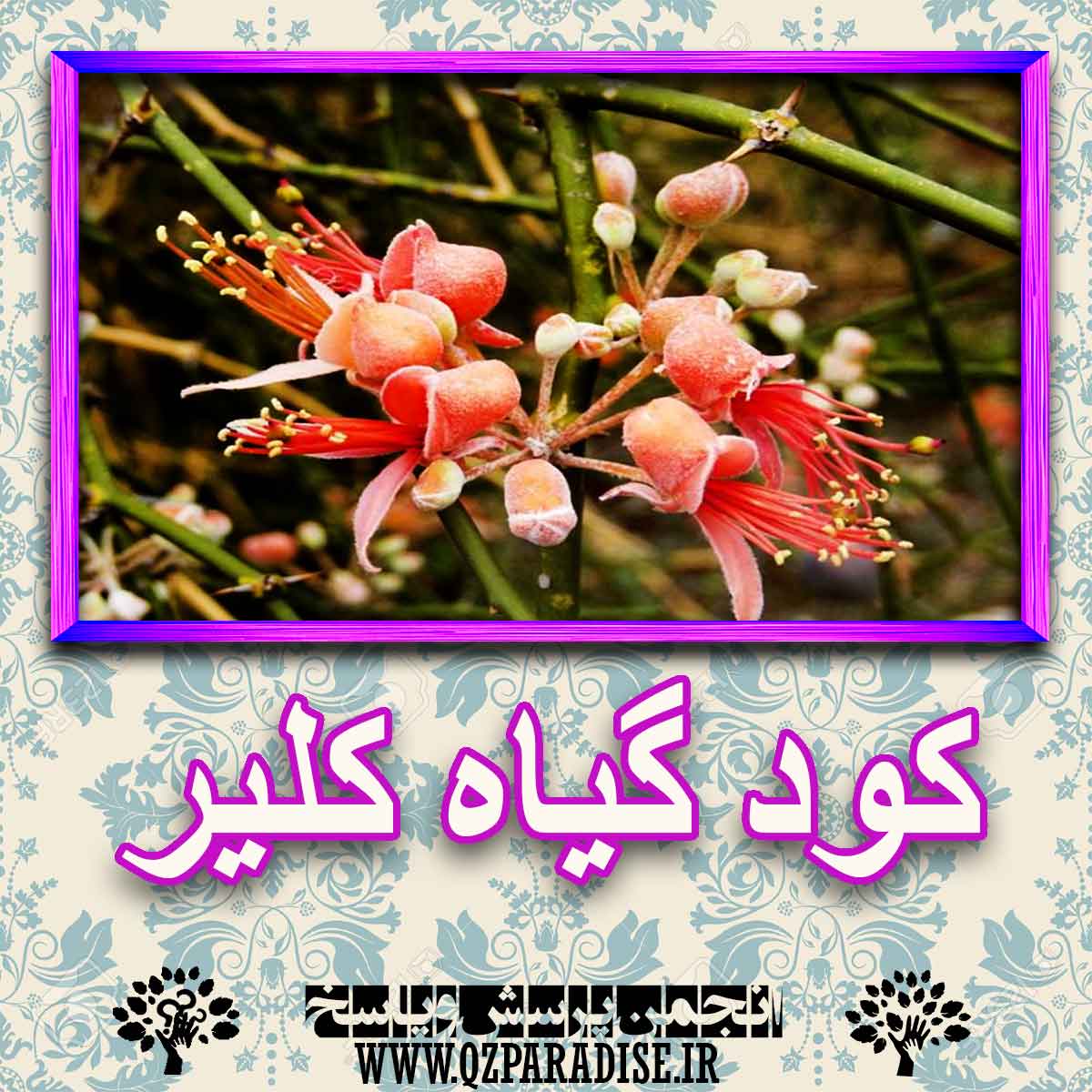 خواص استفاده از کود گیاه کلیر را شرح دهید ؟ 9eaaaebc6590f9e157c67cfc2a33a23b437f2f3e 227 - خواص استفاده از کود گیاه کلیر را شرح دهید ؟