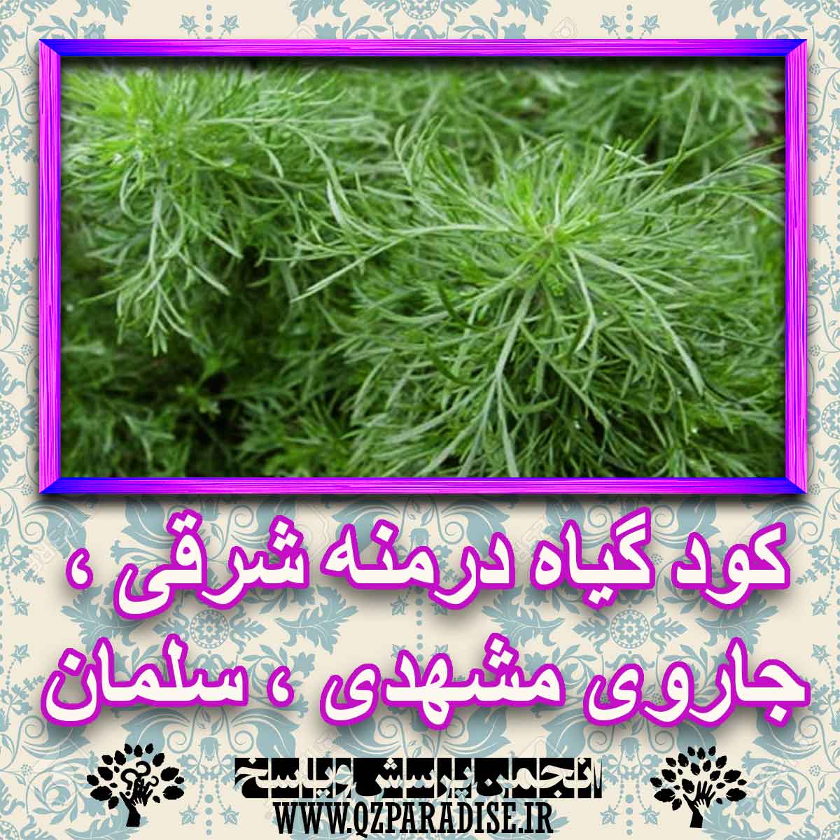 خواص استفاده از کود گیاه درخت درمنه شرقی ، جاروی مشهدی ، سلمان را شرح دهید ؟ 9efa0171b26fef675496e369711f630886b99ee7 227 - خواص استفاده از کود گیاه درخت درمنه شرقی ، جاروی مشهدی ، سلمان را شرح دهید ؟