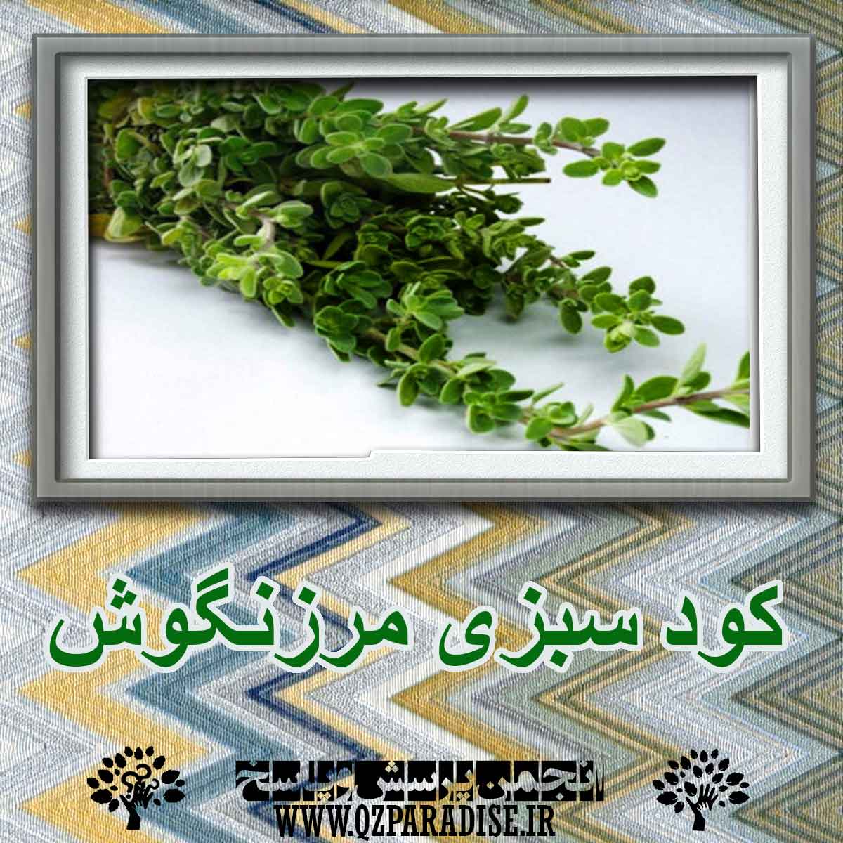 کود سبزی مرزنگوش چیست و چه فایده ای دارد؟ 9f2bd15c070ce8c5179596537c5e65935a64da1e 227 - کود سبزی مرزنگوش چیست و چه فایده ای دارد؟