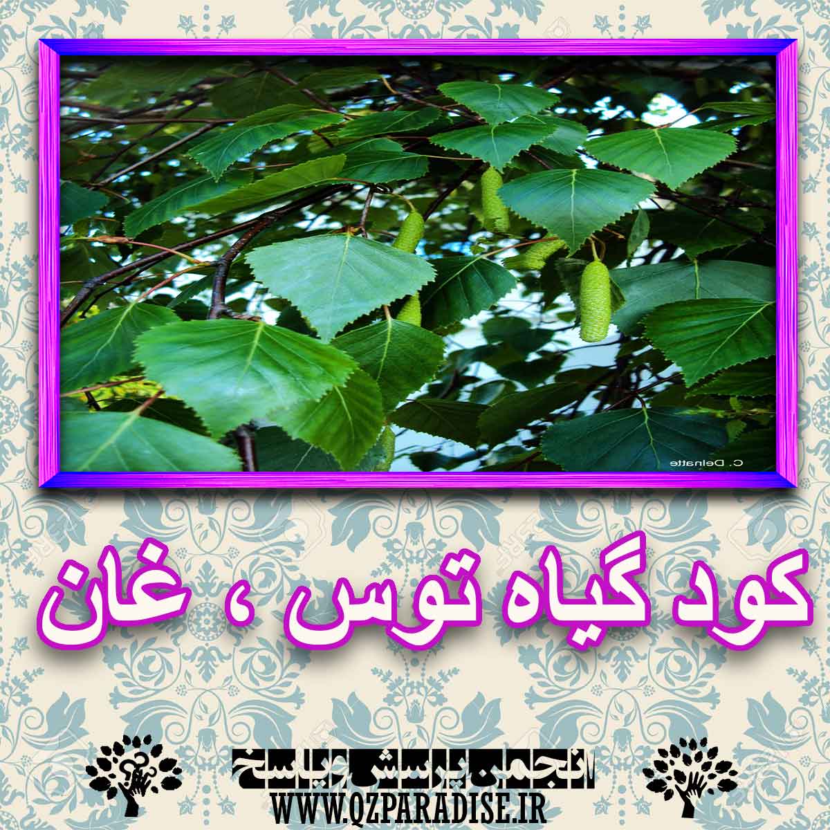 خواص استفاده از کود گیاه توس ، غان را شرح دهید ؟ 9f40bd47dd9048f84850d0ecfb1fe4c989e1a7cb 227 - خواص استفاده از کود گیاه توس ، غان را شرح دهید ؟