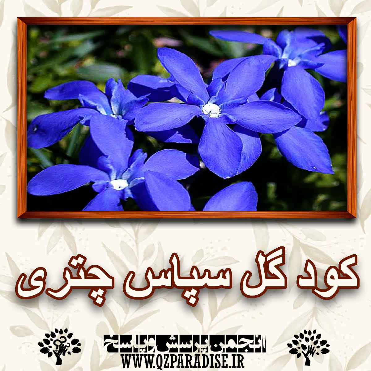 9f653a3603bfcc1f181cb61b02a8047a4893539b 227 - خواص و فواید کود گل سپاس چتری را شرح دهید ؟