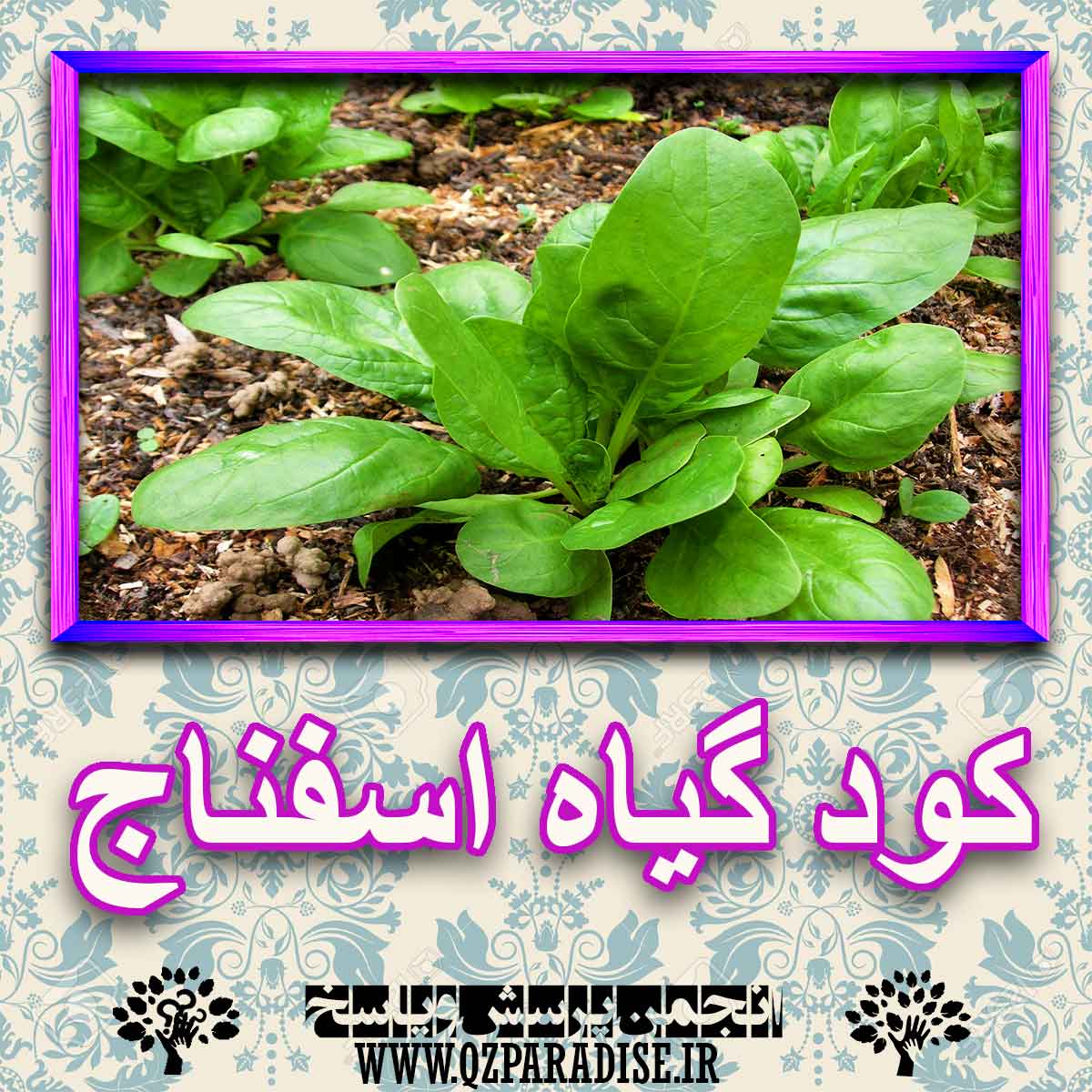 خواص استفاده از کود گل اسفناج را شرح دهید ؟ 9fa3c155c8489d75c6b55d19c8055499ae2e03ff 227 - خواص استفاده از کود گل اسفناج را شرح دهید ؟