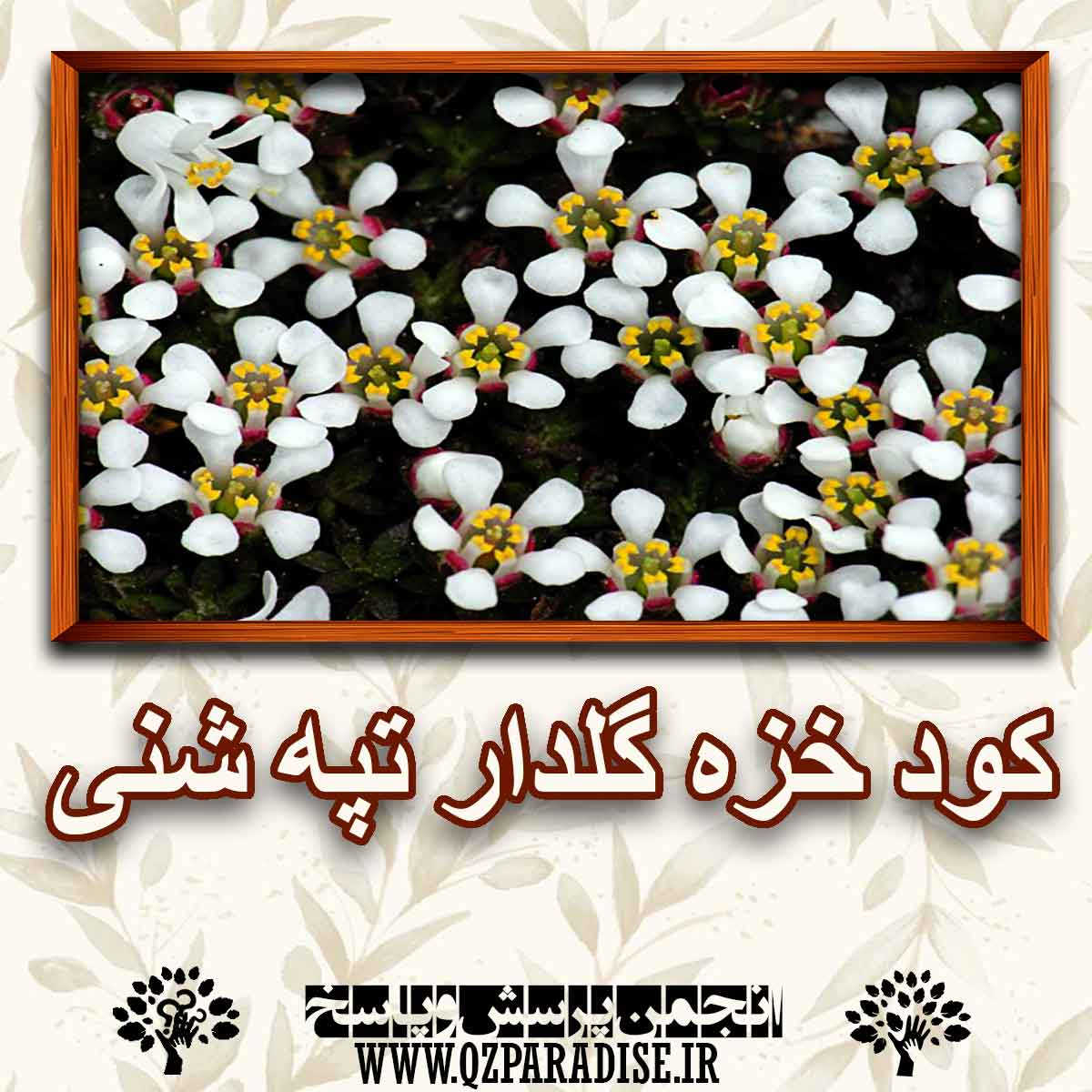 کود مناسب گیاه خزه گلدار تپه شنی  را شرح دهید ؟ 9fc1f58292aa23728141a5db0f2347054fda2089 147 - کود مناسب گیاه خزه گلدار تپه شنی  را شرح دهید ؟