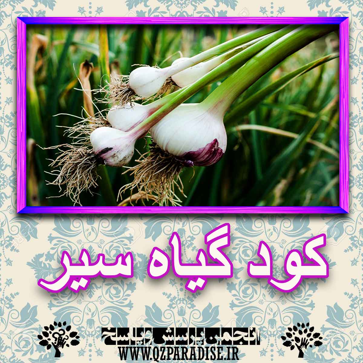 9fc45b2e8bb67135329b472d791df453b7683e84 227 - خواص استفاده از گیاه-سیر را شرح دهید ؟