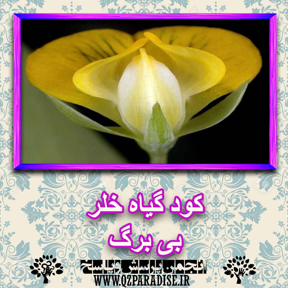 کود مناسب گیاه خلر بی برگ چیست و چه خاصیتی دارد؟ 9fc98d21965c7e21c473c03441dc474264971aef 227 - کود مناسب گیاه خلر بی برگ چیست و چه خاصیتی دارد؟