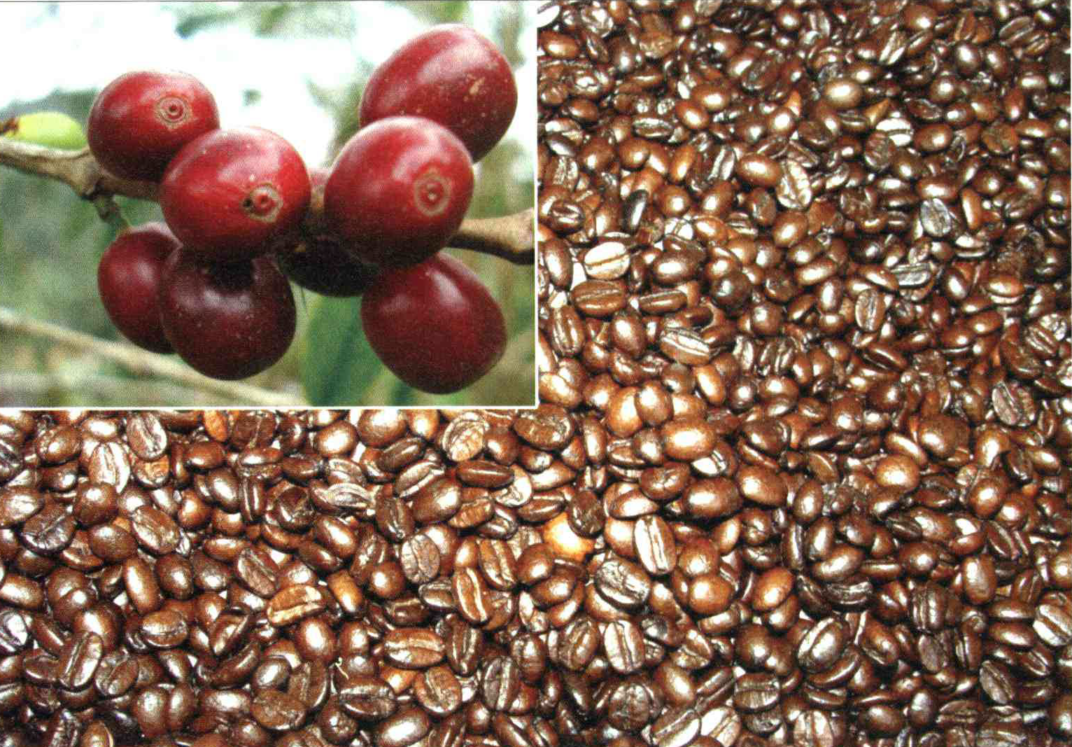 9fcb1188492990c5a0c0d63a0f9446780587fa0c 14 - کود مناسب گیاه قهوه چیست و چه خاصیتی دارد؟