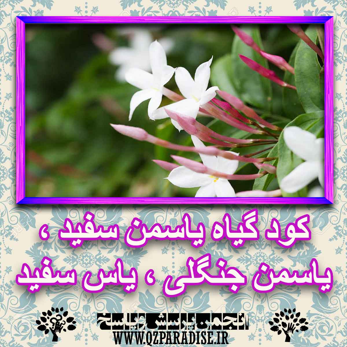 خواص استفاده از گیاه یاسمن سفید یاسمن جنگلی یاس سفید شرح دهید ؟ 9fde30ba69152b6c05f5891b9737fee6520143bb 227 - خواص استفاده از گیاه یاسمن سفید یاسمن جنگلی یاس سفید شرح دهید ؟