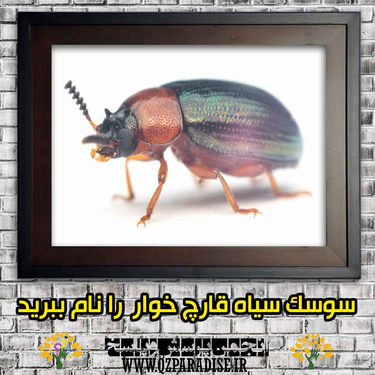 سوسک سیاه قارچ خوار را نام ببرید و آن را  معرفی کنید؟ 9fe858e616daf59bfe50c0ab4107386ea499a9c9 147 - سوسک سیاه قارچ خوار را نام ببرید و آن را  معرفی کنید؟