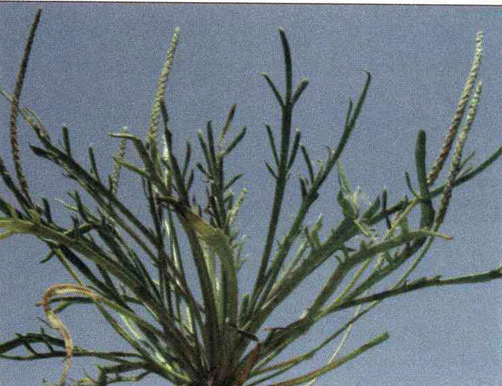 کود مناسب گیاه بارهنگ شاخ گوزنی ، بارهنگ پاکلاغی چیست و چه خاصیتی دارد؟ a0034d45651455c53cf2f032adef63a01e7a6810 14 - کود مناسب گیاه بارهنگ شاخ گوزنی ، بارهنگ پاکلاغی چیست و چه خاصیتی دارد؟