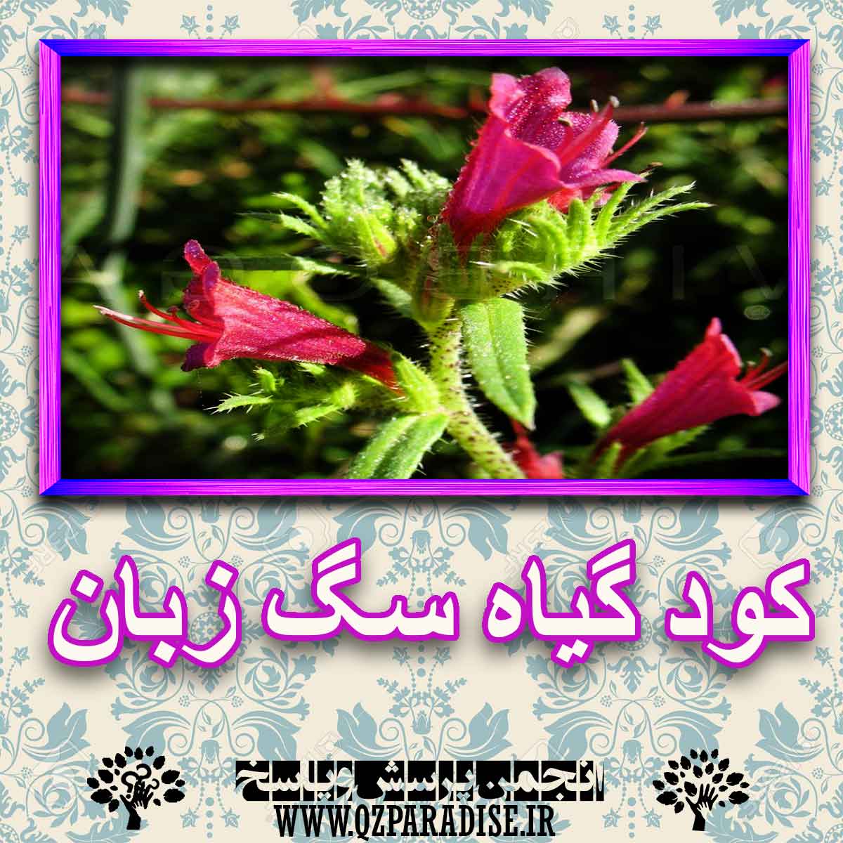 خواص استفاده از کود گیاه سگ زبان شرح دهید ؟ a09e92a868e0857c1a0afe6b07bb11d41667d511 227 - خواص استفاده از کود گیاه سگ زبان شرح دهید ؟