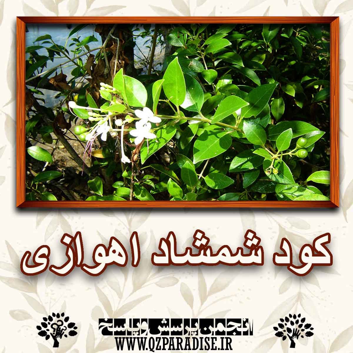 کود مناسب گیاه شمشاد اهوازی را شرح دهید ؟ a0b98e7a07395932a13031176513f427c8779694 147 - کود مناسب گیاه شمشاد اهوازی را شرح دهید ؟