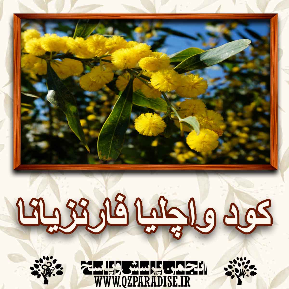 خواص استفاده از کود گیاه واچلیا فارنزیانا را شرح دهید ؟ a0ff651dbbfb6613609cbca66a3c36652a40b6ce 227 - خواص استفاده از کود گیاه واچلیا فارنزیانا را شرح دهید ؟