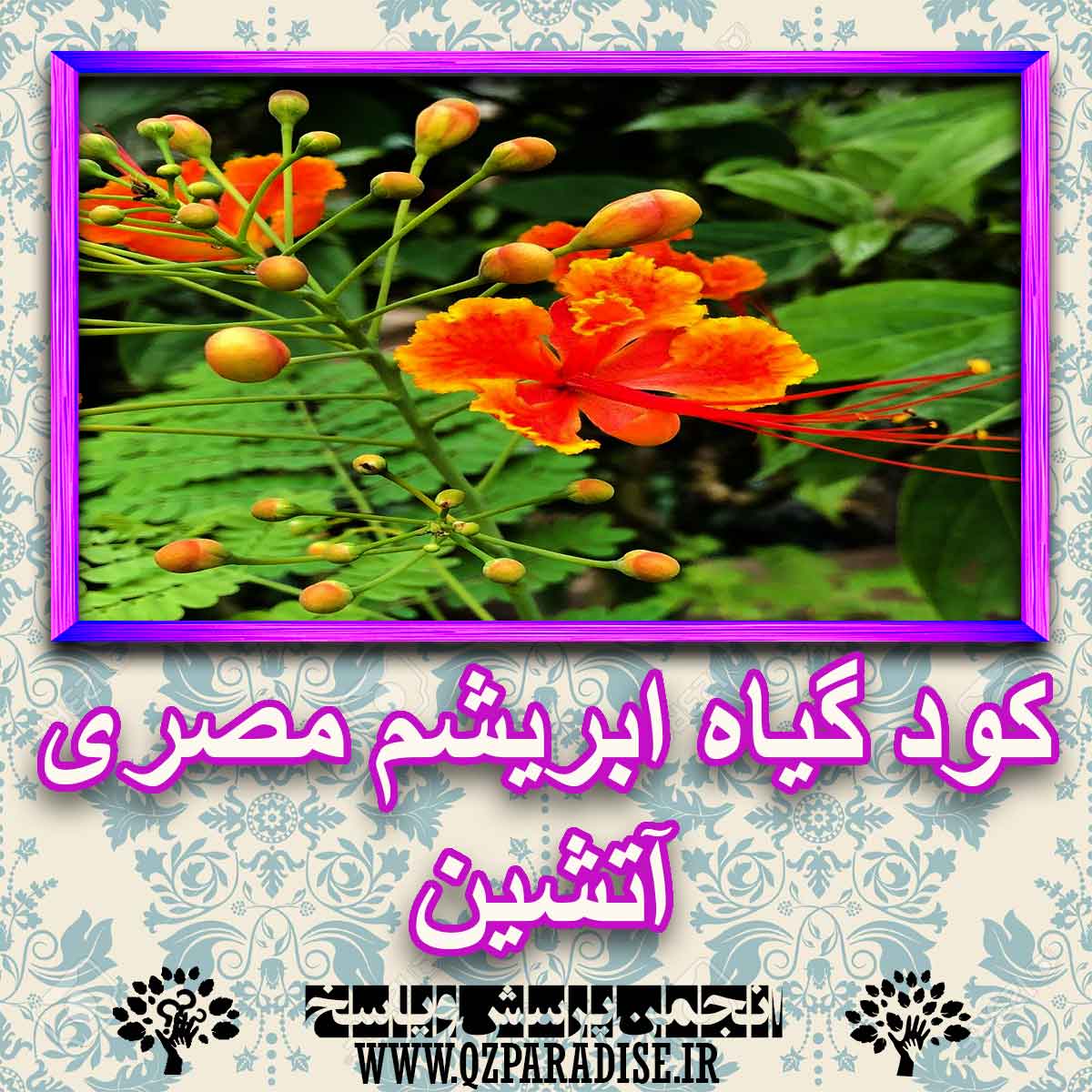 خواص استفاده از کود گل ابریشم مصری آتشین را شرح دهید ؟ a14a66412510ec9bd0d2bea3b1d0aa9b9823ccae 227 - خواص استفاده از کود گل ابریشم مصری آتشین را شرح دهید ؟