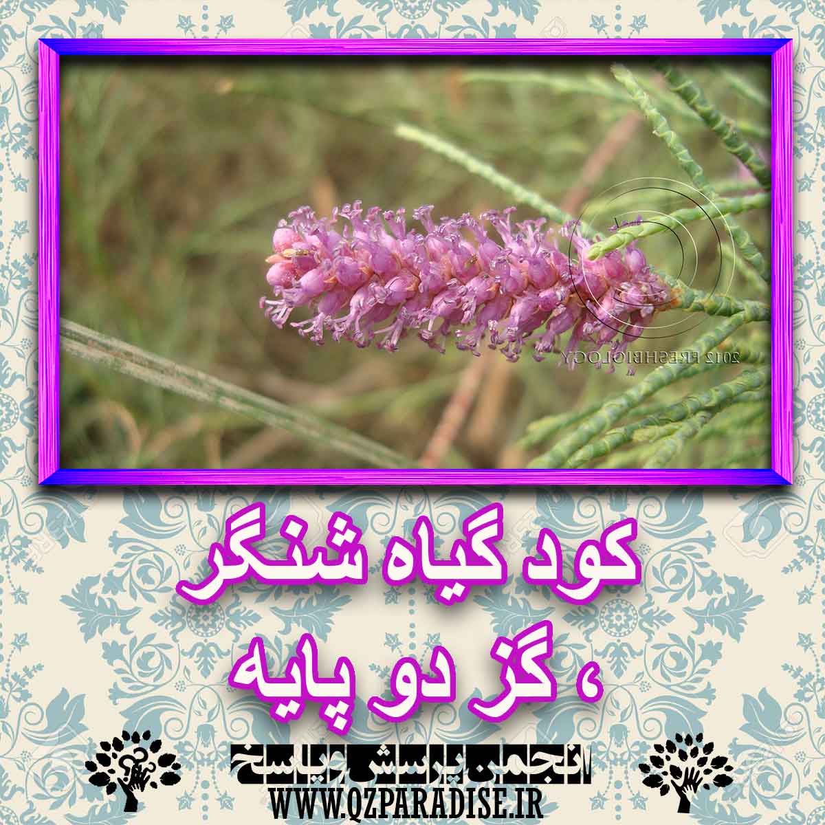 کود مناسب گیاه شنگر ، گز دوپایه چیست و چه خاصیتی دارد؟ a169a592014b28d4d385b6bbb188171de9e490fb 227 - کود مناسب گیاه شنگر ، گز دوپایه چیست و چه خاصیتی دارد؟