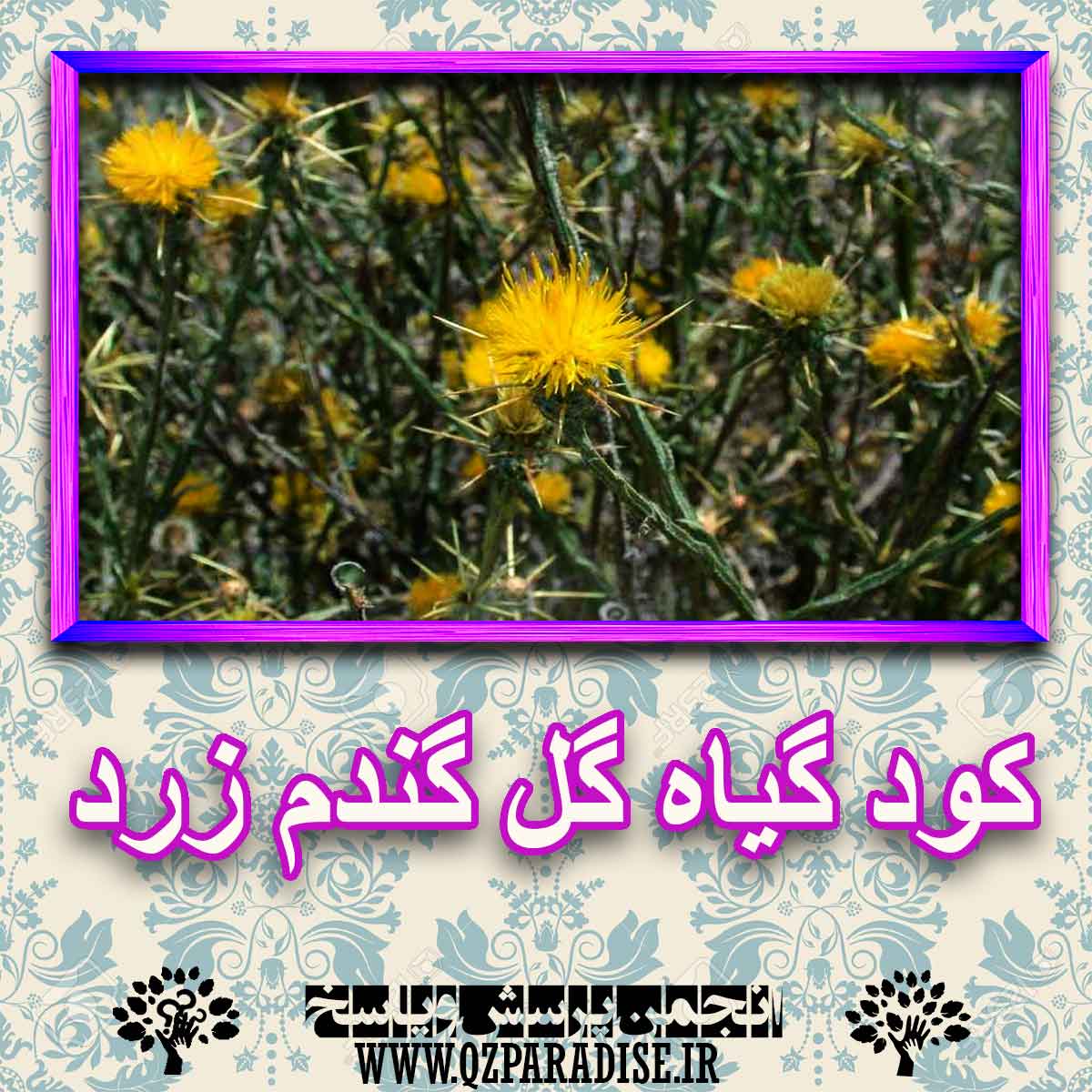 خواص استفاده از گیاه گل گندم زرد را شرح دهید ؟ a1b8434e26adfa9d7fe83de79fcc87166262b356 227 - خواص استفاده از گیاه گل گندم زرد را شرح دهید ؟