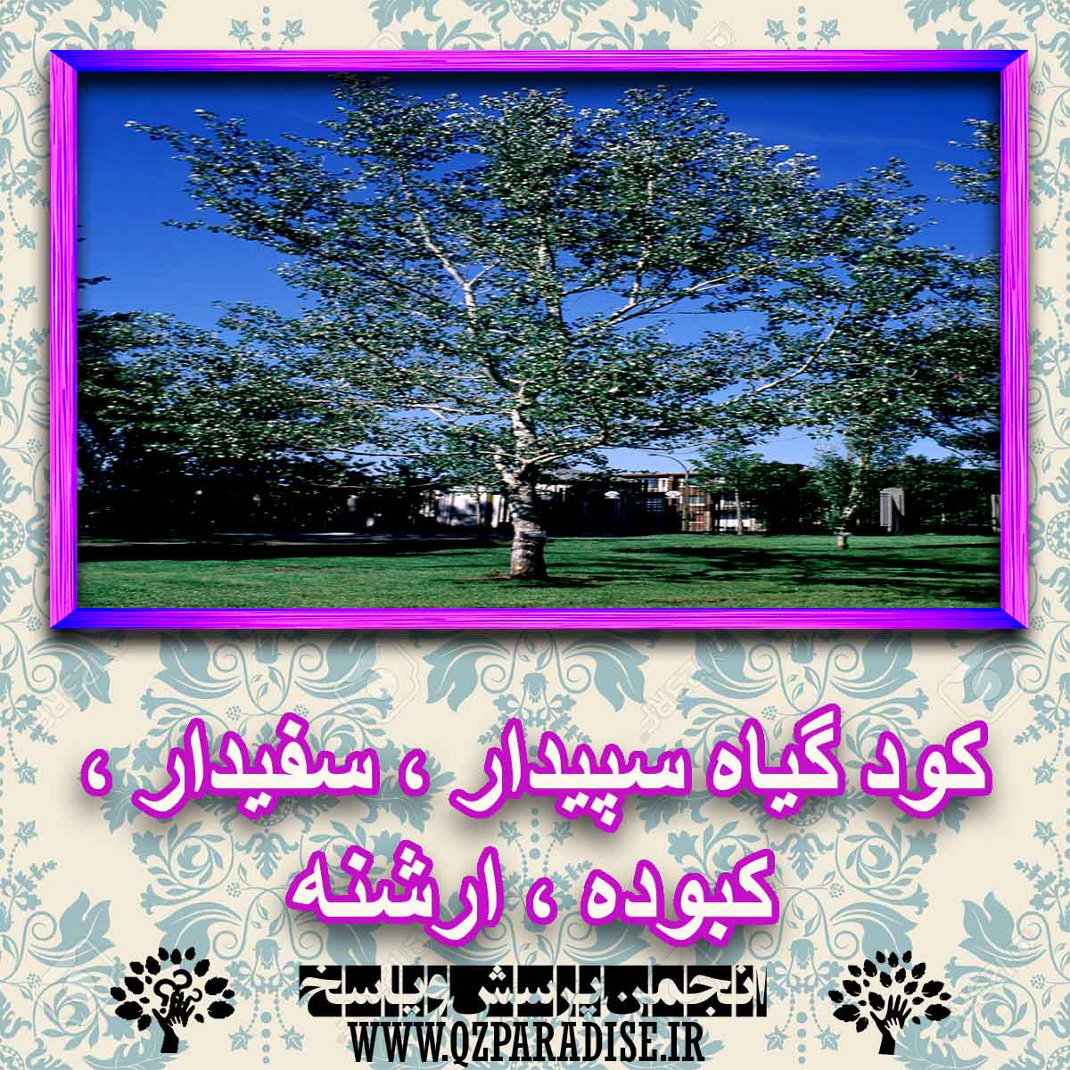 a1f5f818bc38d128371344c06028c244518db3bd 227 - کود مناسب گیاه سپیدار ، سفیدار ، کبوده ، ارشنه چیست و چه خاصیتی دارد؟