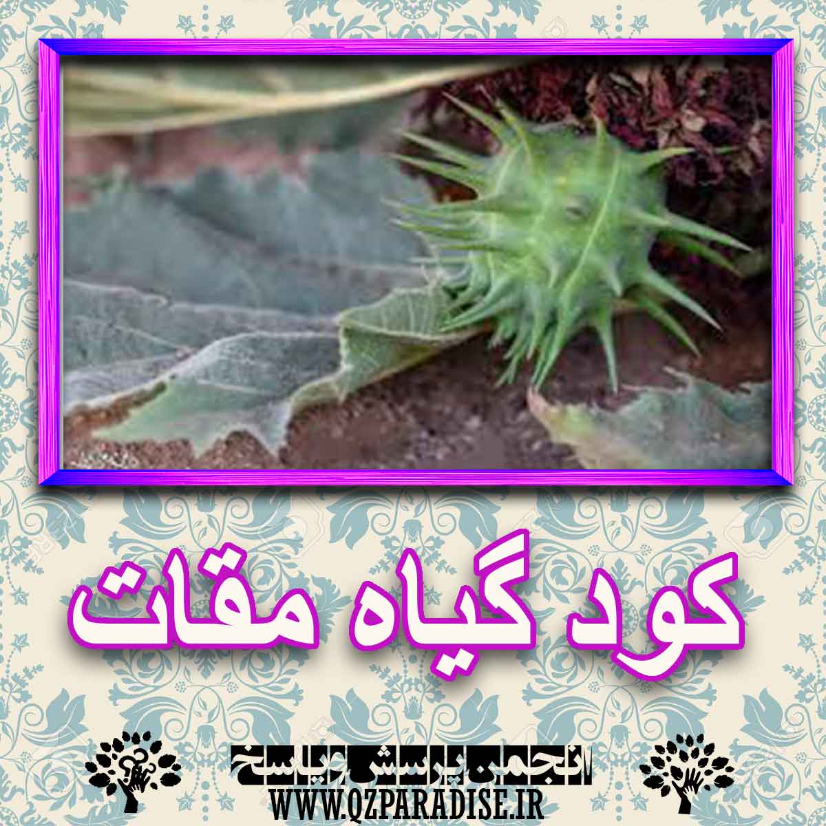 کود مناسب گیاه مقات چیست و چه خاصیتی دارد؟ a30404d916b59490325407afd1d691fa052d983c 227 - کود مناسب گیاه مقات چیست و چه خاصیتی دارد؟