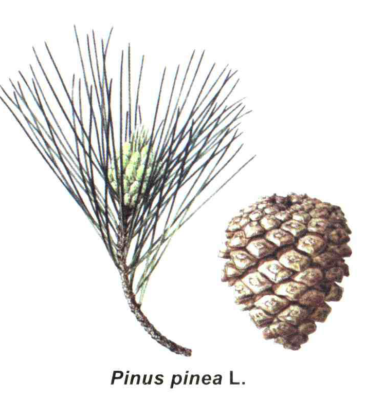 کود مناسب گیاه کاج بادامی ، کاج چتری ، کاج سنگی چیست و چه خاصیتی دارد؟ a308876ad073f8c476040c13aa68c17ebfc42883 14 - کود مناسب گیاه کاج بادامی ، کاج چتری ، کاج سنگی چیست و چه خاصیتی دارد؟