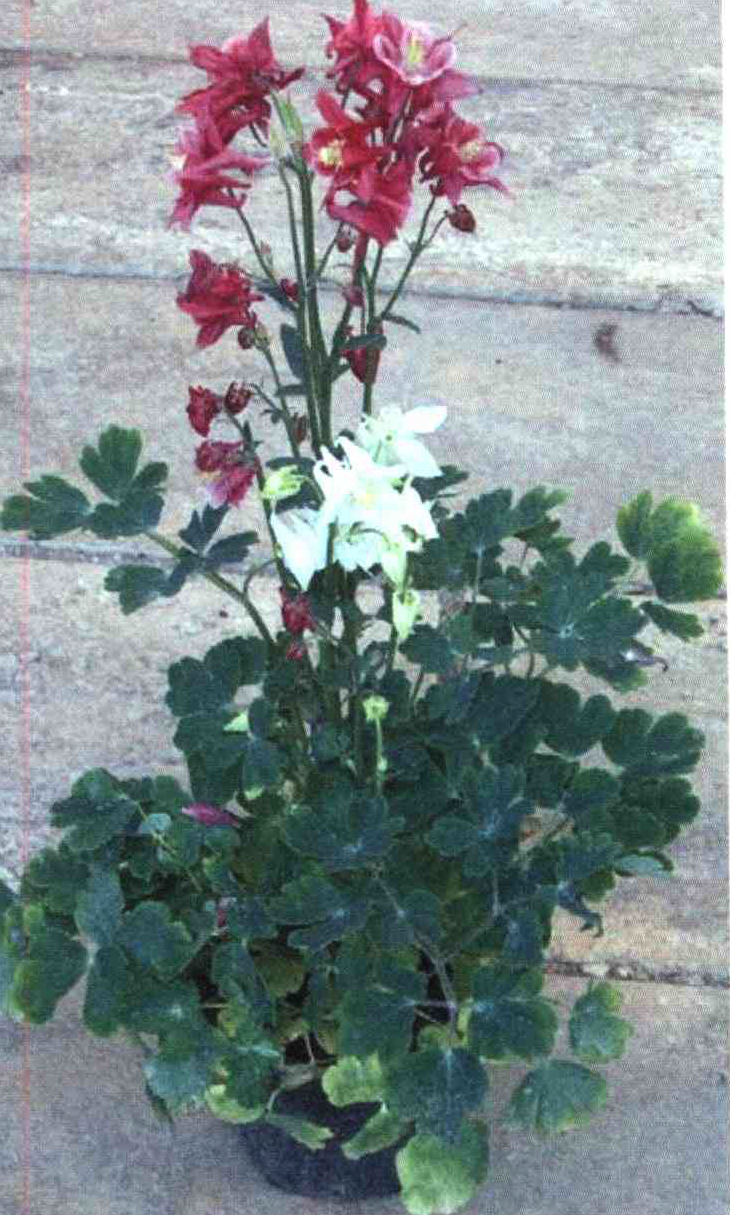 کود مناسب گیاه تاج الملوک چیست و چه خاصیتی دارد؟ a3b970f7ed95fbb997f69788135ad89a201dd1c9 14 - کود مناسب گیاه تاج الملوک چیست و چه خاصیتی دارد؟