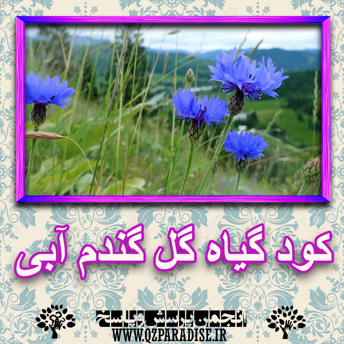 خواص استفاده از گیاه گل گندم آبی را شرح دهید ؟ a3f0fe722d357903b727140ba3be90a4d988b1db 227 - خواص استفاده از گیاه گل گندم آبی را شرح دهید ؟