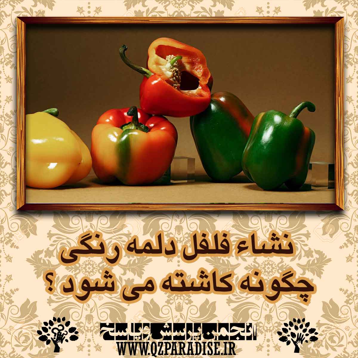 a41432084cdca689e2272874f615c2a84532dfda 14 - نشاء فلفل دلمه رنگی چگونه کاشته می شود ؟
