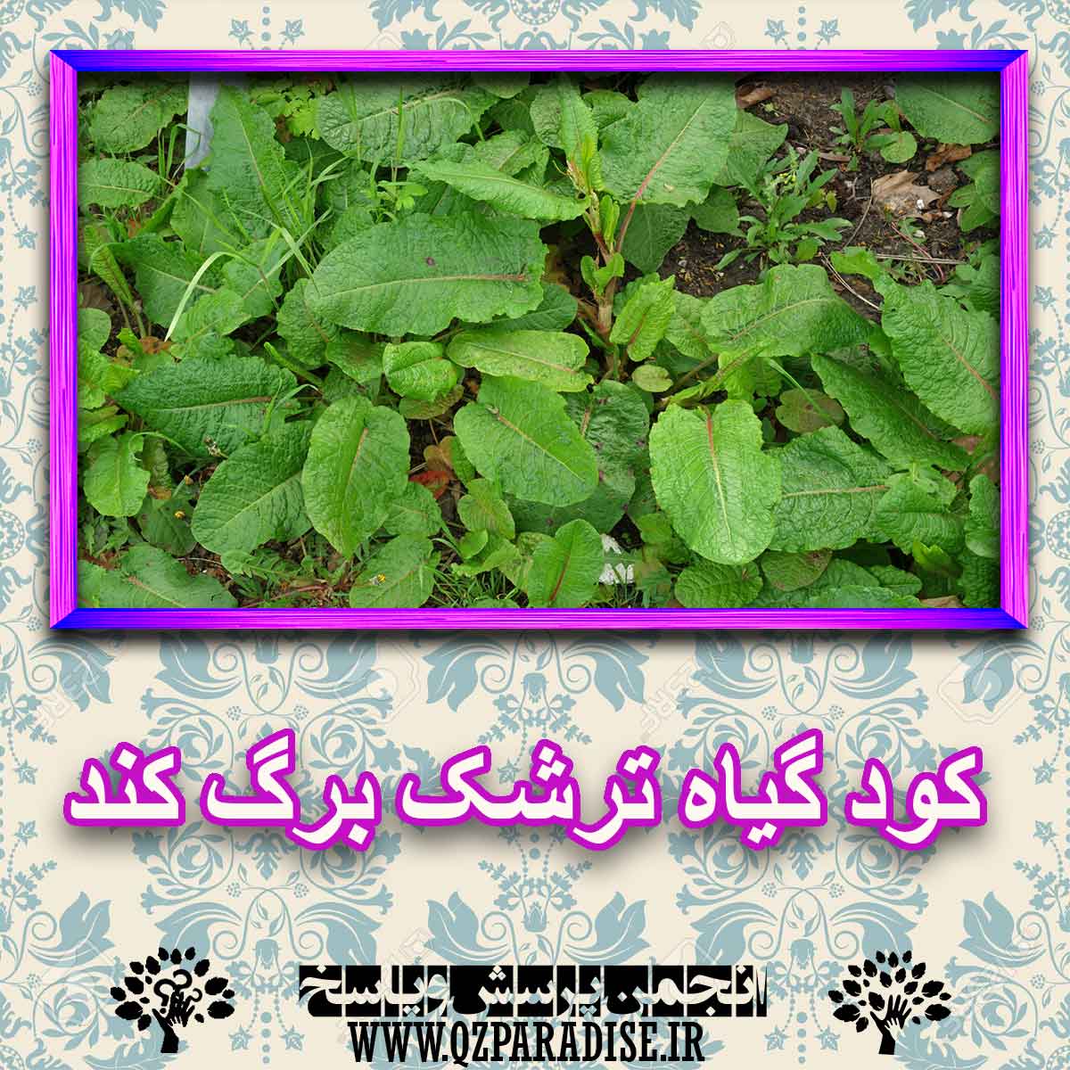 a47885c2ac59fea29676f94aaf4be70cb5e26f67 227 - کود مناسب گیاه ترشک برگ کند چیست و چه خاصیتی دارد؟