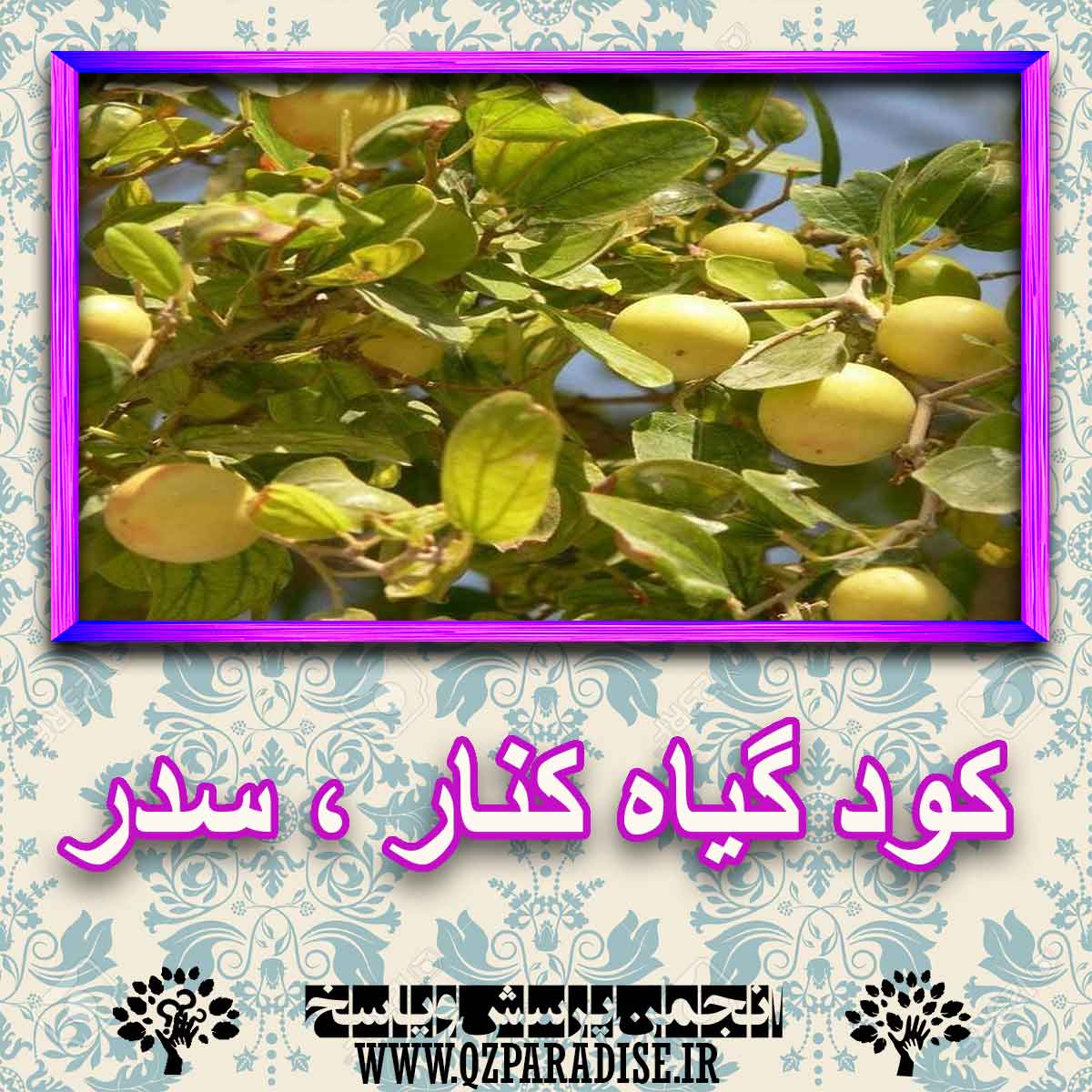 کود مناسب گیاه کنار ، سدر چیست و چه خاصیتی دارد؟ a492e2bfb392a17e15b29f110020f95bc758e724 227 - کود مناسب گیاه کنار ، سدر چیست و چه خاصیتی دارد؟