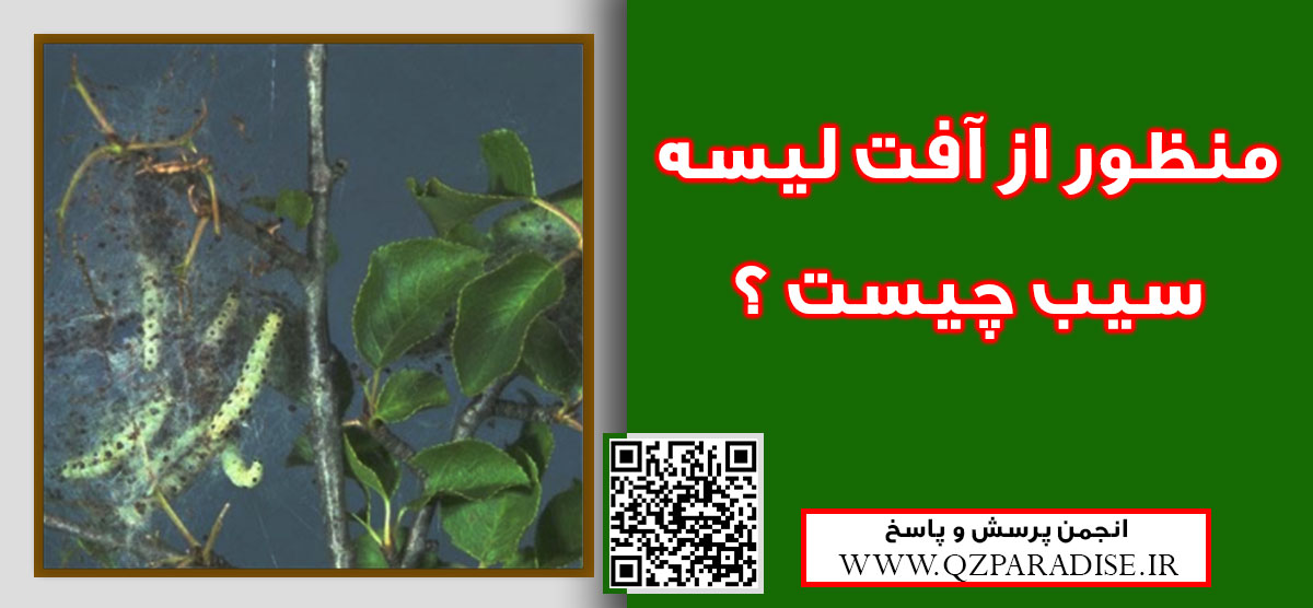 آفت لیسه سیب را به طور کلی شرح دهید ؟ a4c3f87244ceeeca0e6c608f0b8f6b09d404381f 9 - آفت لیسه سیب را به طور کلی شرح دهید ؟