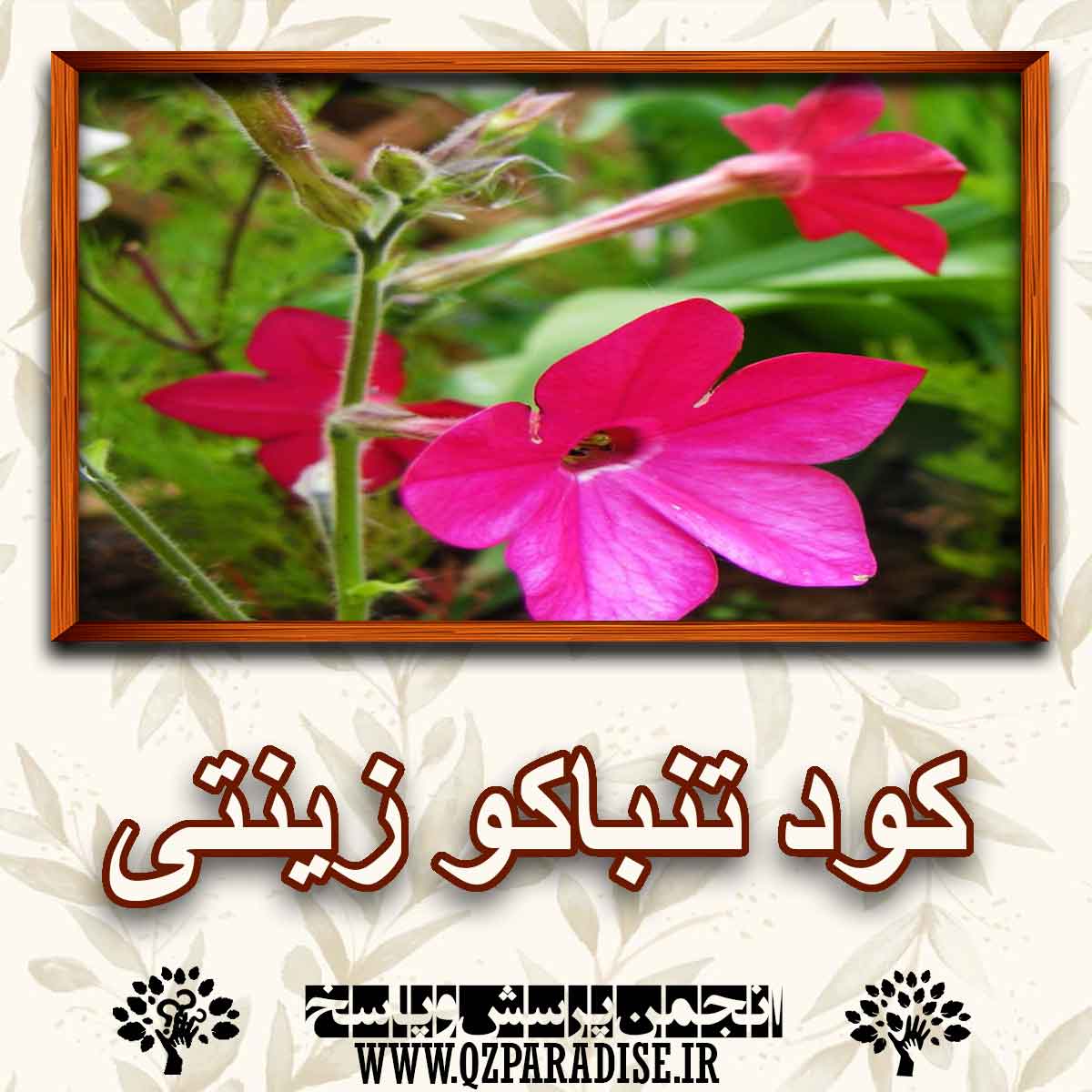 کود مناسب گیاه تنباکو زینتی را شرح دهید ؟ a4ecab6cf2d73a4be64835fe6a8fb3c3c28675d2 147 - کود مناسب گیاه تنباکو زینتی را شرح دهید ؟