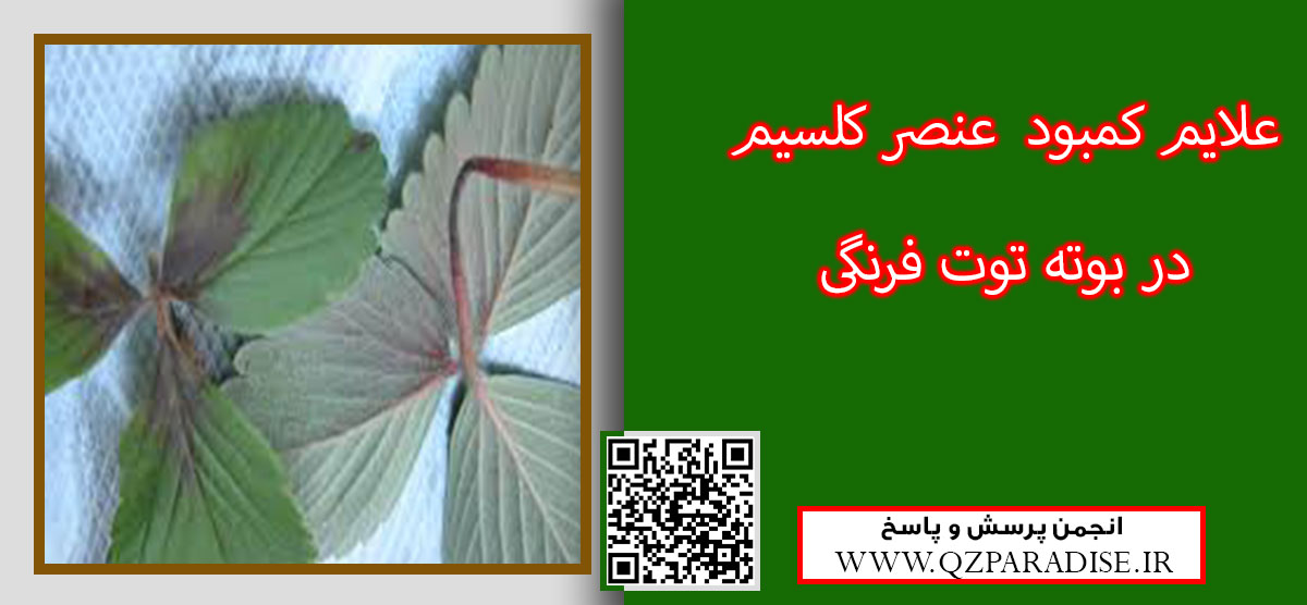 کود مناسب گیاه توت فرنگی را شرح دهید ؟ a5214574fa5d18113982e7309e18c53d2c4a192d 14 - کود مناسب گیاه توت فرنگی را شرح دهید ؟