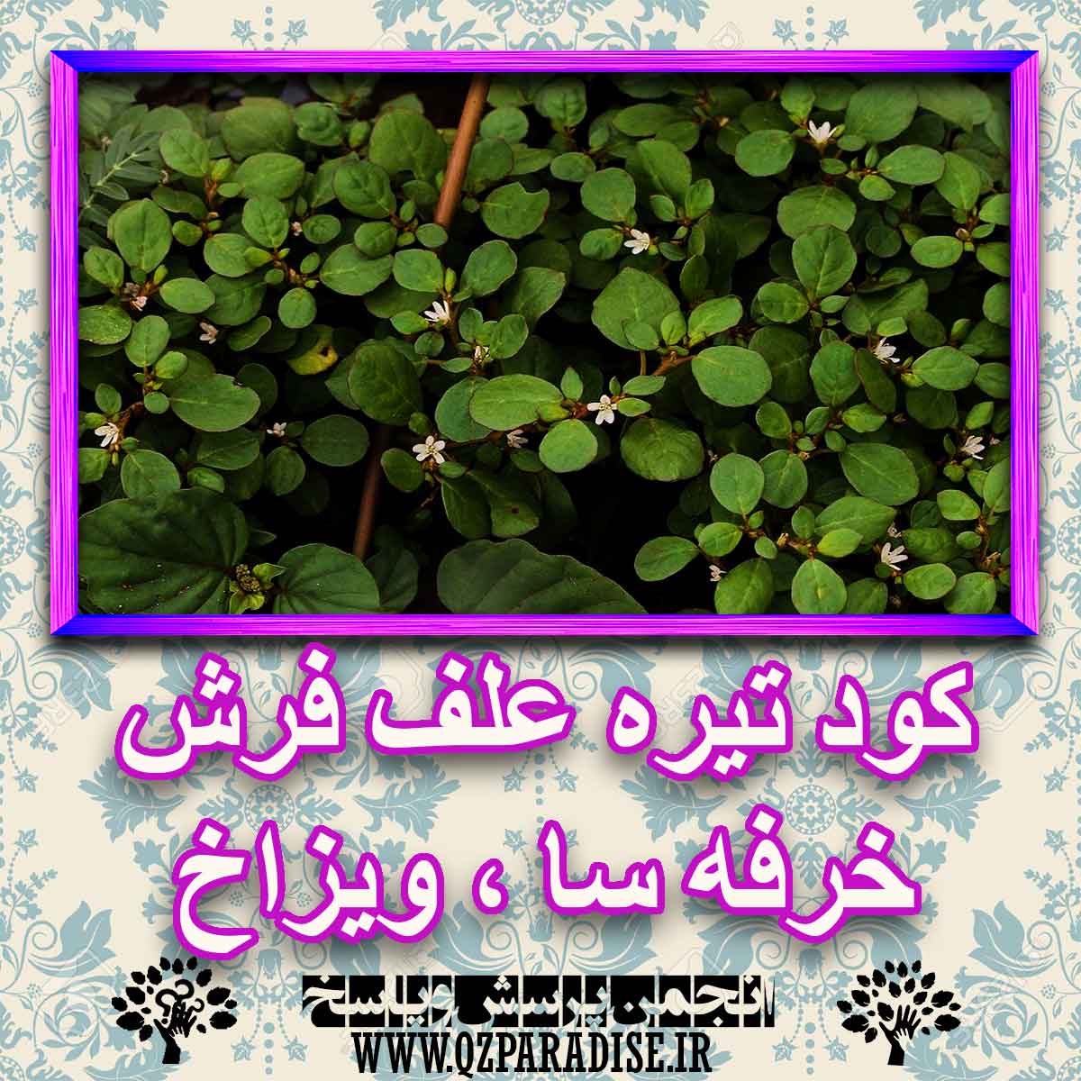 خواص استفاده از کود تیره علف فرش خرفه سا ، ویزاخ را شرح دهید ؟ a56e19eff6c32448bdc4b82a58c57fb1616483e6 227 - خواص استفاده از کود تیره علف فرش خرفه سا ، ویزاخ را شرح دهید ؟