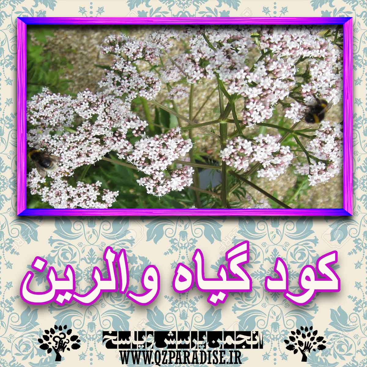 کود مناسب گیاه والرین چیست و چه خاصیتی دارد؟ a57390ad1c9c74ab7cc22263d6b052dcc8fae126 227 - کود مناسب گیاه والرین چیست و چه خاصیتی دارد؟