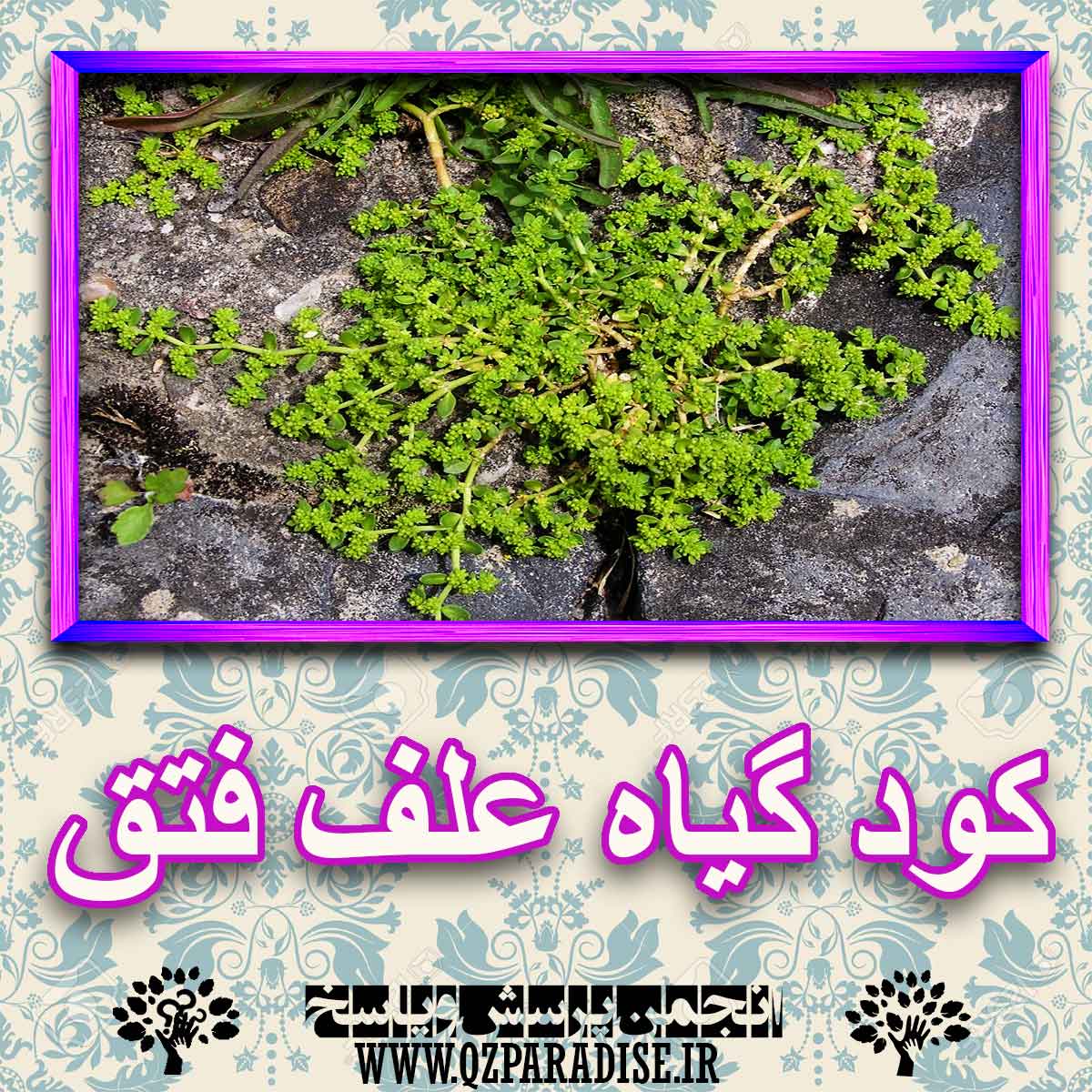 خواص استفاده از کود گیاه علف فتق شرح دهید ؟ a5c1e6154f3d5f56799366b899179b7d65d40c0f 227 - خواص استفاده از کود گیاه علف فتق شرح دهید ؟