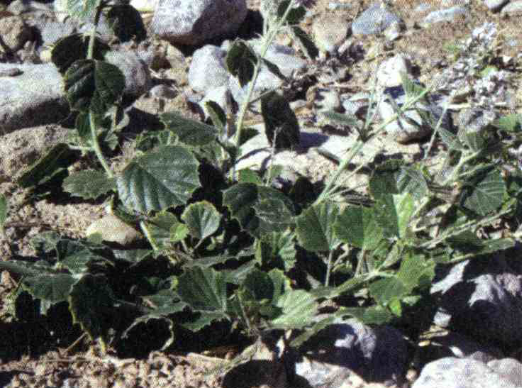 a666d612a27827bb593c108e98d9a85654ed0c2d 14 - کود مناسب گیاه گند لوبیا ، گند لوبیای خراسانی چیست و چه خاصیتی دارد؟