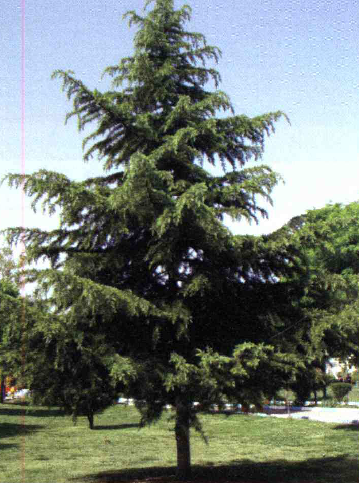 کود مناسب گیاه سدر مقدس چیست و چه خاصیتی دارد؟ a6d74476b7eb0d08ea89f3a721e6f15f655146ec 14 - کود مناسب گیاه سدر مقدس چیست و چه خاصیتی دارد؟