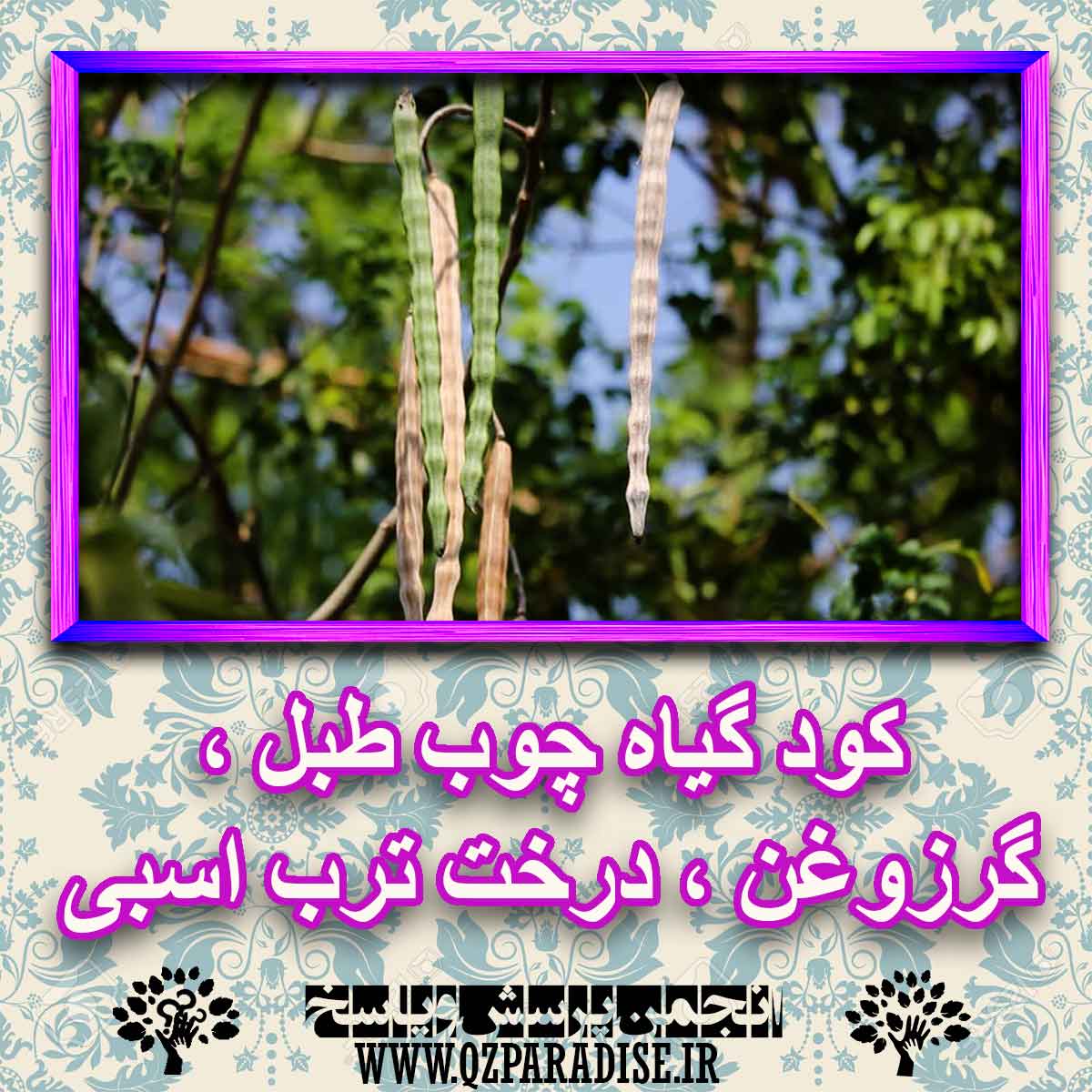 خواص استفاده از گیاه-چوب-طبل-گرزوغن-درخت-ترب-اسبی .. را شرح دهید ؟ a75ed8f0052355cb12a428af8eb58d07201e63b8 227 - خواص استفاده از گیاه-چوب-طبل-گرزوغن-درخت-ترب-اسبی .. را شرح دهید ؟