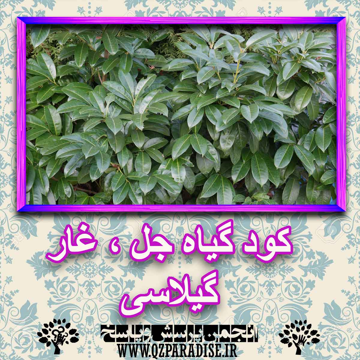 کود مناسب گیاه جل ، غارگیلاسی چیست و چه خاصیتی دارد؟ a7a683e30921bc8a8bfc12ed0d8d1e45a1be5351 227 - کود مناسب گیاه جل ، غارگیلاسی چیست و چه خاصیتی دارد؟