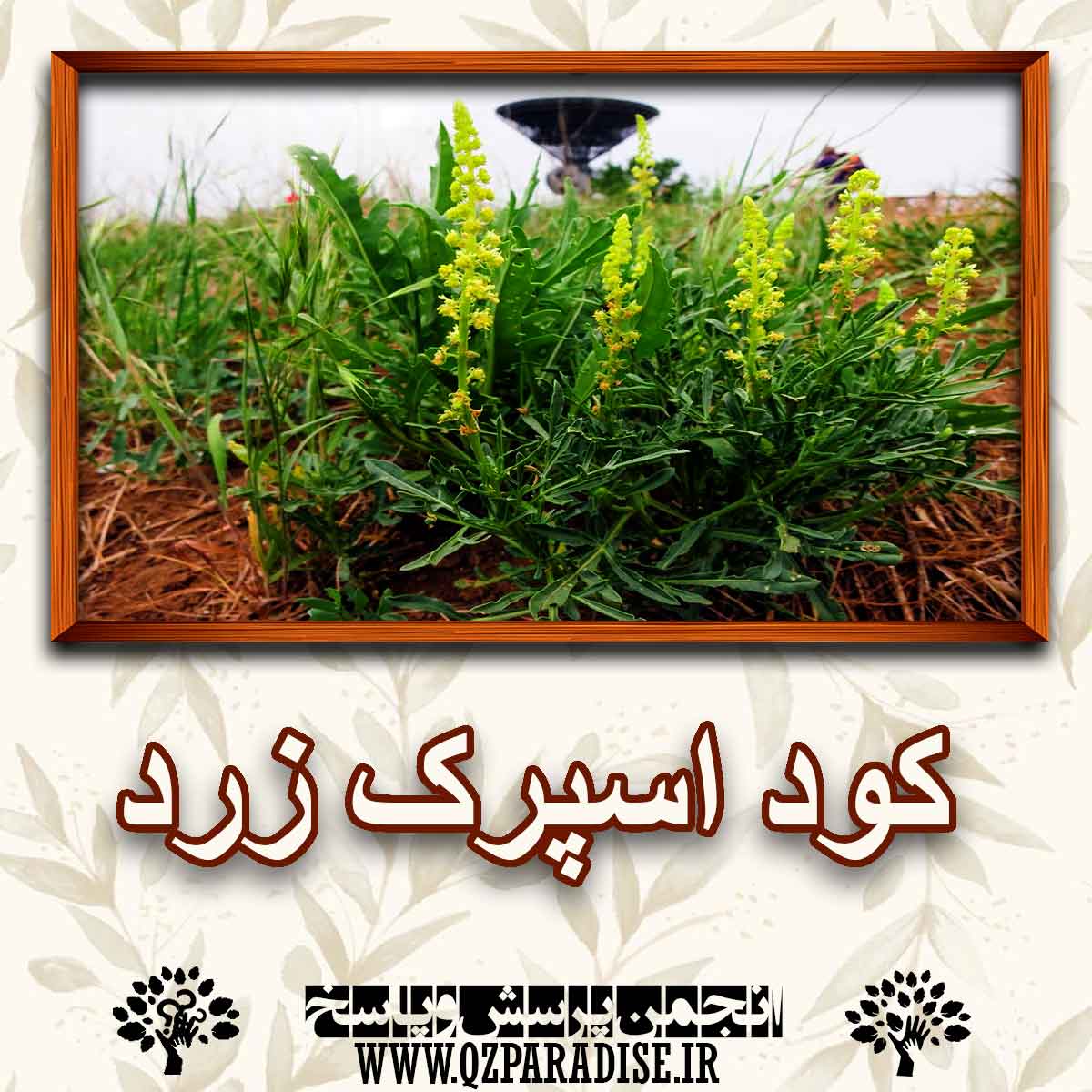 کود گیاه اسپرک زرد چیست ؟و چه  کاربردی دارد؟ a7aa92e2904edad36892994bf408d3af12188881 227 - کود گیاه اسپرک زرد چیست ؟و چه  کاربردی دارد؟