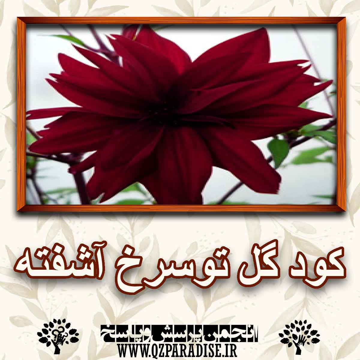 کاربرد کود گل توسرخ آشفته را شرح دهید ؟ a7ba15cf394fd9eda60469ef0b4859b7849b90e7 227 - کاربرد کود گل توسرخ آشفته را شرح دهید ؟