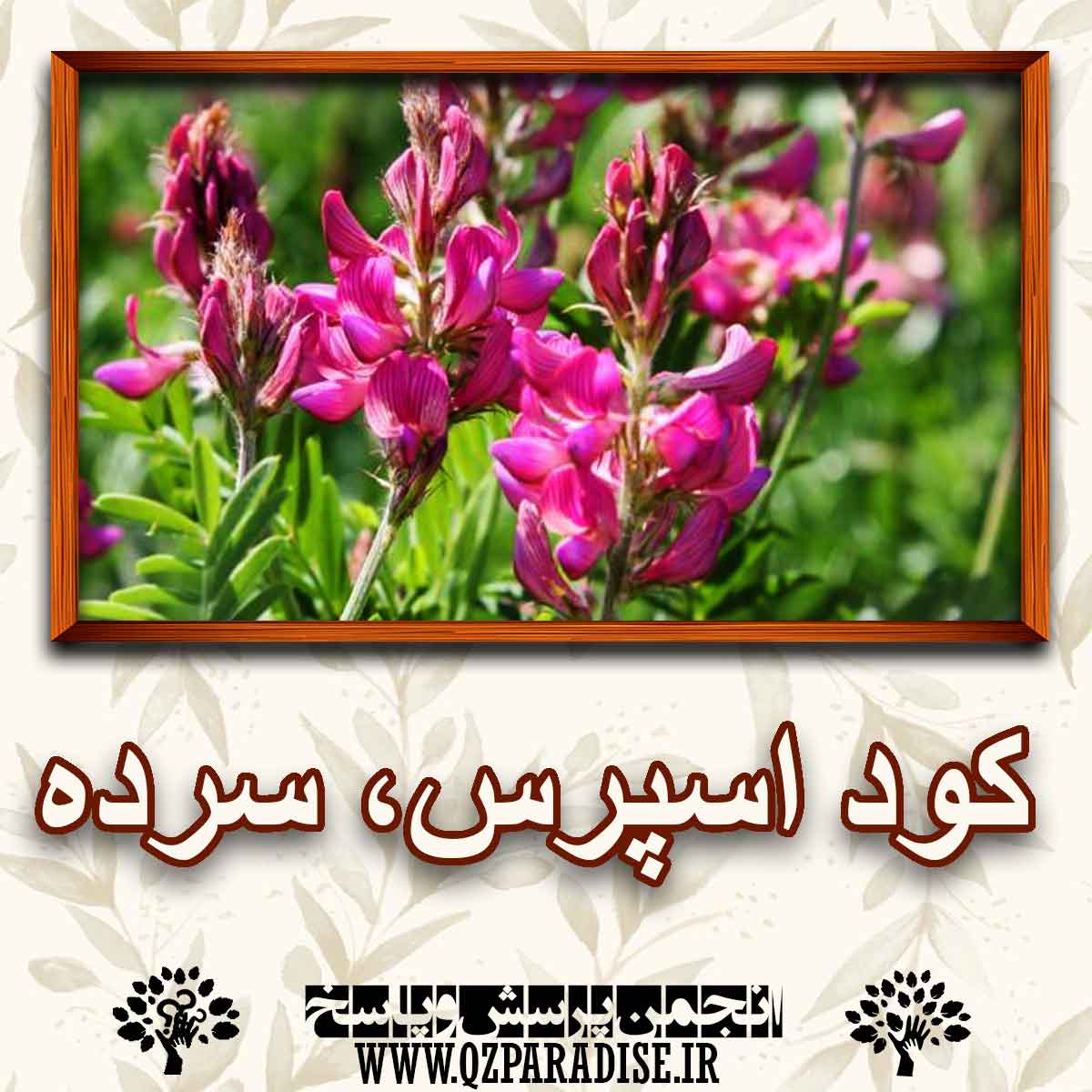 کود گیاه اسپرس ، سرده چیست ؟و چه  کاربردی دارد؟ a7daa79b2f41ee764be6b57c169020114562c361 227 - کود گیاه اسپرس ، سرده چیست ؟و چه  کاربردی دارد؟