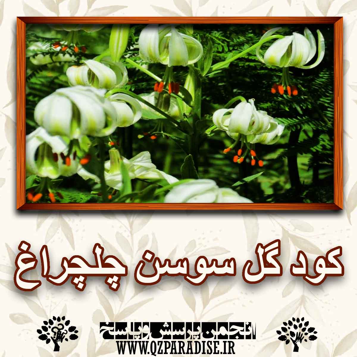 a86b5401d9e1b1756dd178a0c8d8990861cab1d5 227 - خواص و فواید کود گل سوسن چلچراغ را توضیح دهید؟