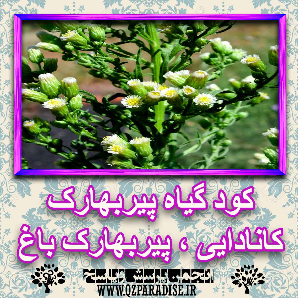 خواص استفاده از کود گیاه پیر بهارک کانادایی ، پیر بهارک باغ را شرح دهید ؟ a87c86509d5666bc56d5c7b17e251775571f14f4 227 - خواص استفاده از کود گیاه پیر بهارک کانادایی ، پیر بهارک باغ را شرح دهید ؟