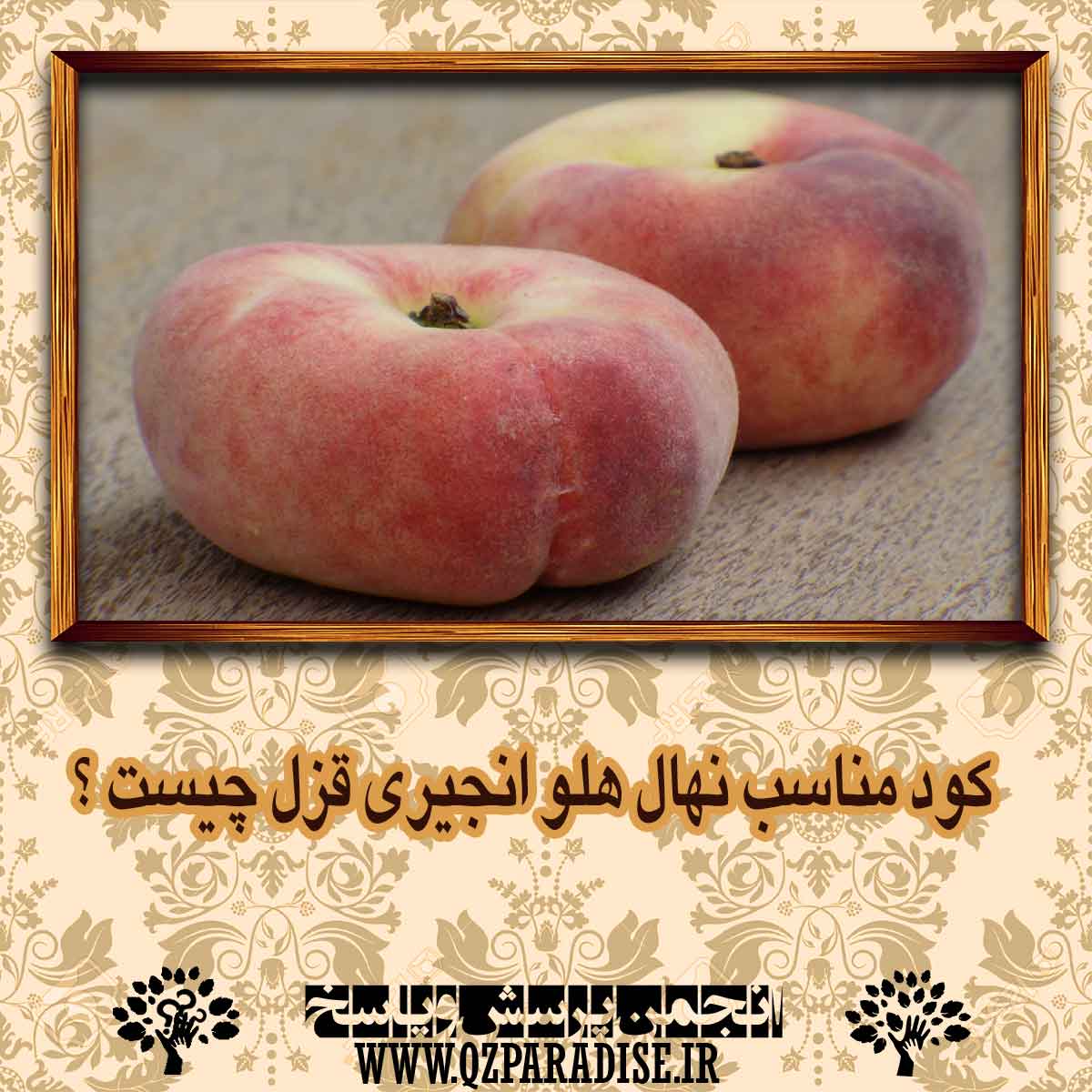 کود مناسب نهال هلو انجیری قزل چیست ؟ a8c5ec86cadc5b8773ca841a161342ea47d542bc 14 - کود مناسب نهال هلو انجیری قزل چیست ؟