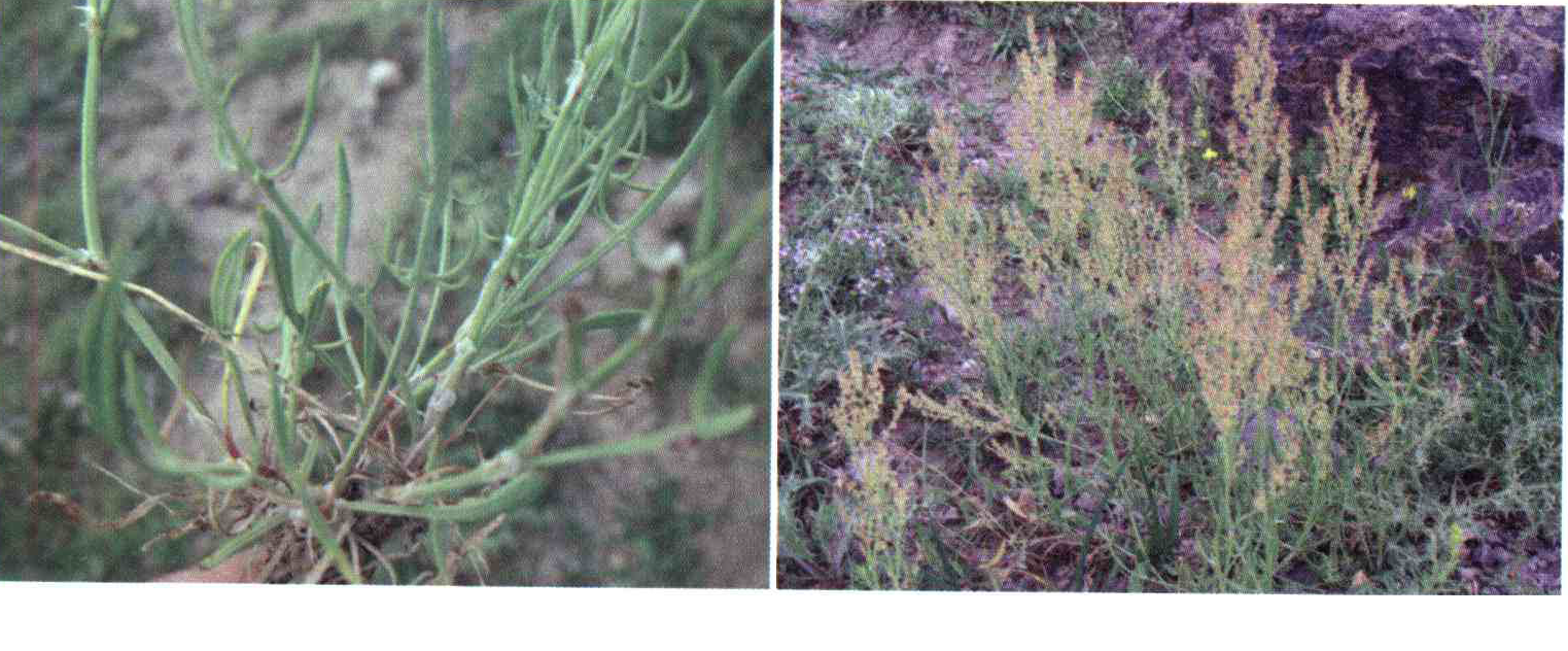 a8f0ac71efd6c4b246bacefb090bb85cb0e32b74 14 - کود مناسب گیاه ترشک میشی ، میش ترشک چیست و چه خاصیتی دارد؟