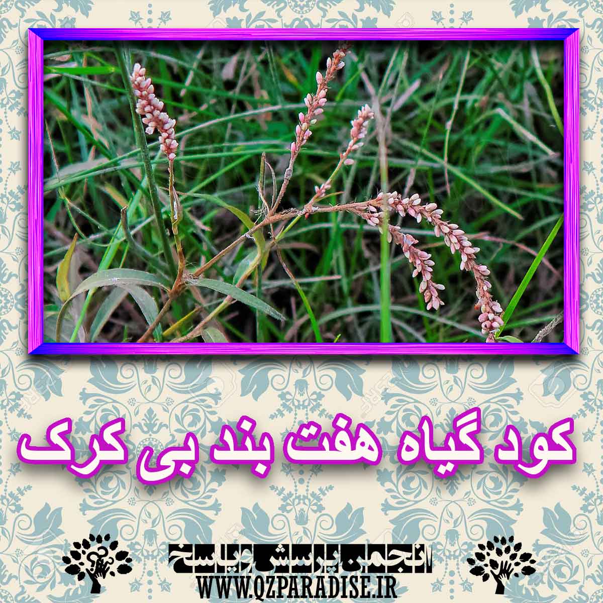 کود مناسب گیاه هفت بند بی کرک چیست و چه خاصیتی دارد؟ a91379d81fea6c5869e83ff00c7e1688e85cd478 227 - کود مناسب گیاه هفت بند بی کرک چیست و چه خاصیتی دارد؟